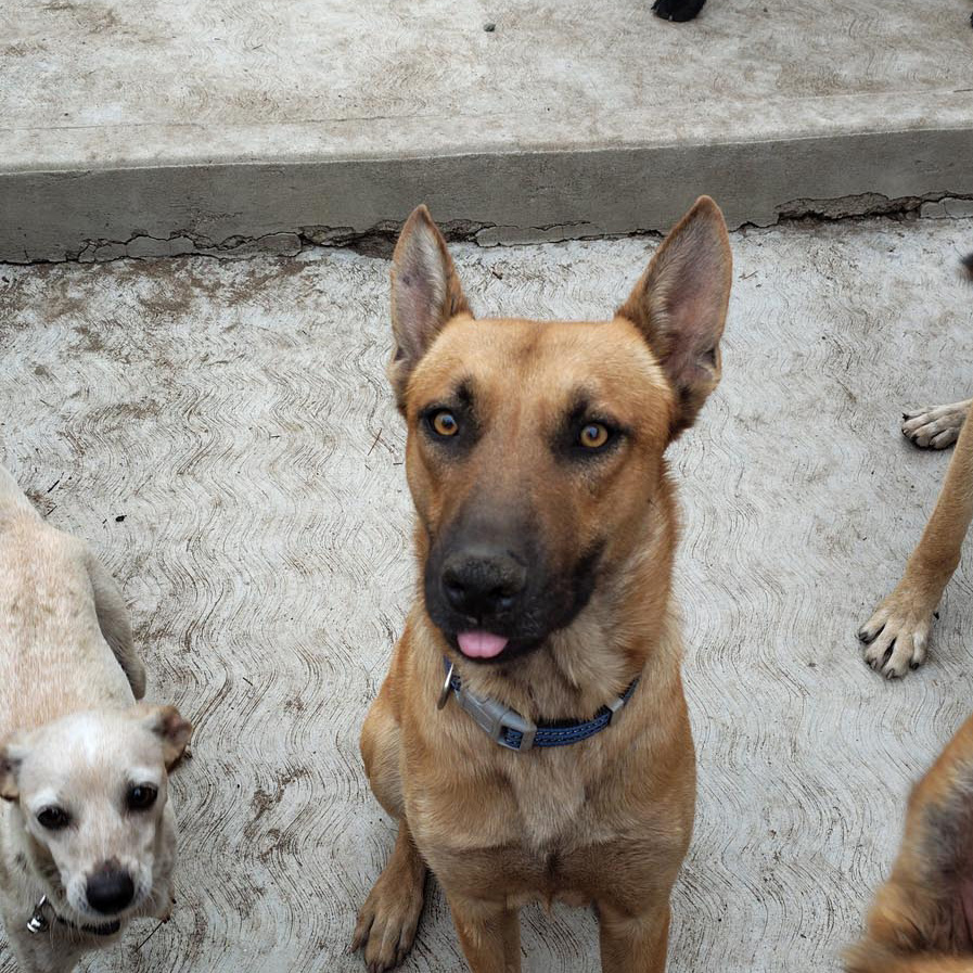 Manilo, Team Poilus, Rancho Peludo